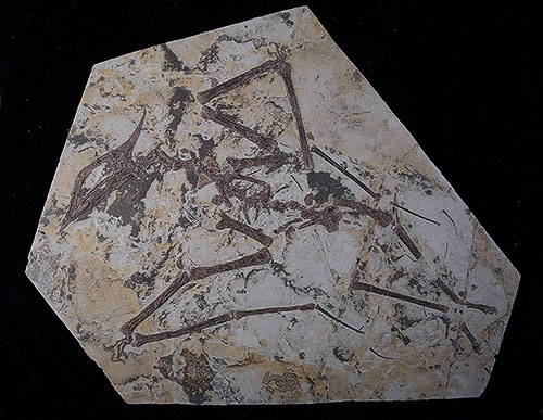 中国宣州魚化石 神似表情包!中国江西首次发现4.38亿年前古鱼化石,为最古老的真