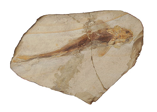 中国宣州魚化石 展览图片